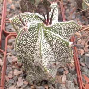 Astrophytum ornatum v. mirbellii -Koehres- cube-6cm-