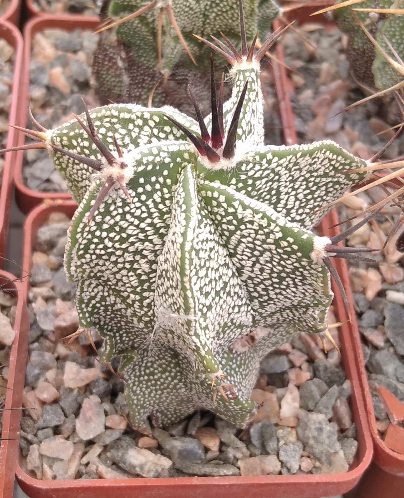 Astrophytum ornatum v. mirbellii -Koehres- cube-6cm-