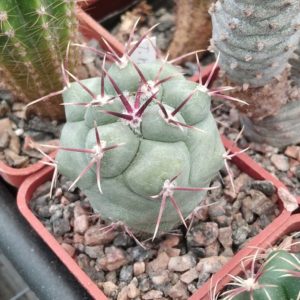Thelocactus hexaedrophorus -cube-5cm- Snicer-