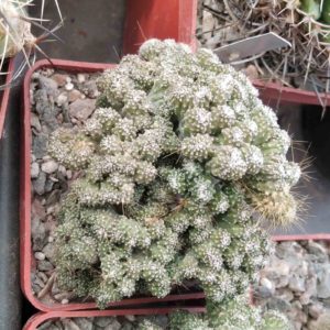 Cereus peruvianus f. minimus f. monstrosa- cube-6cm-