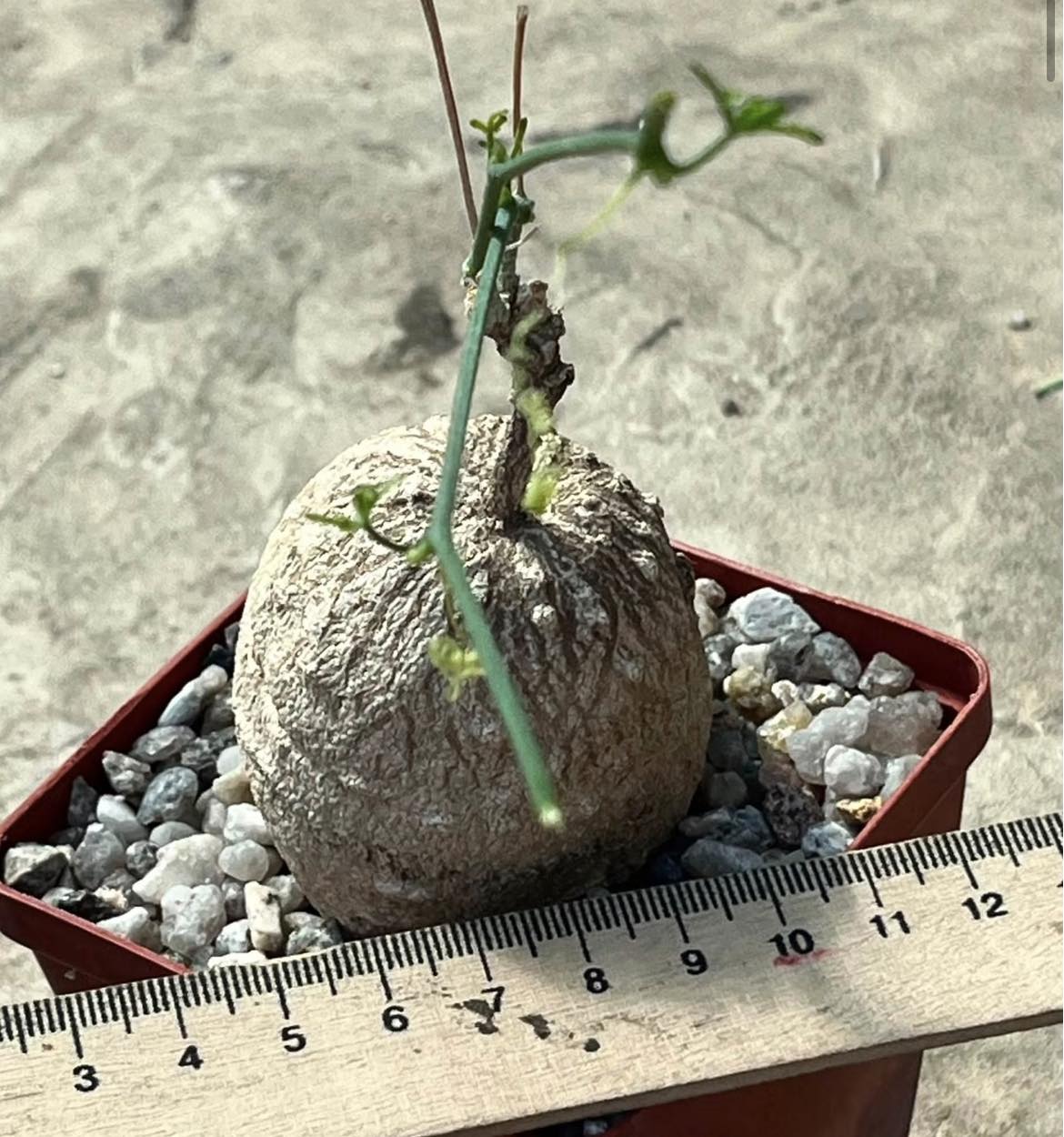 ibervillea tenuisecta
