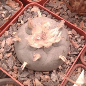 Lophophora williamsii -San Vinsent- cube-7cm-