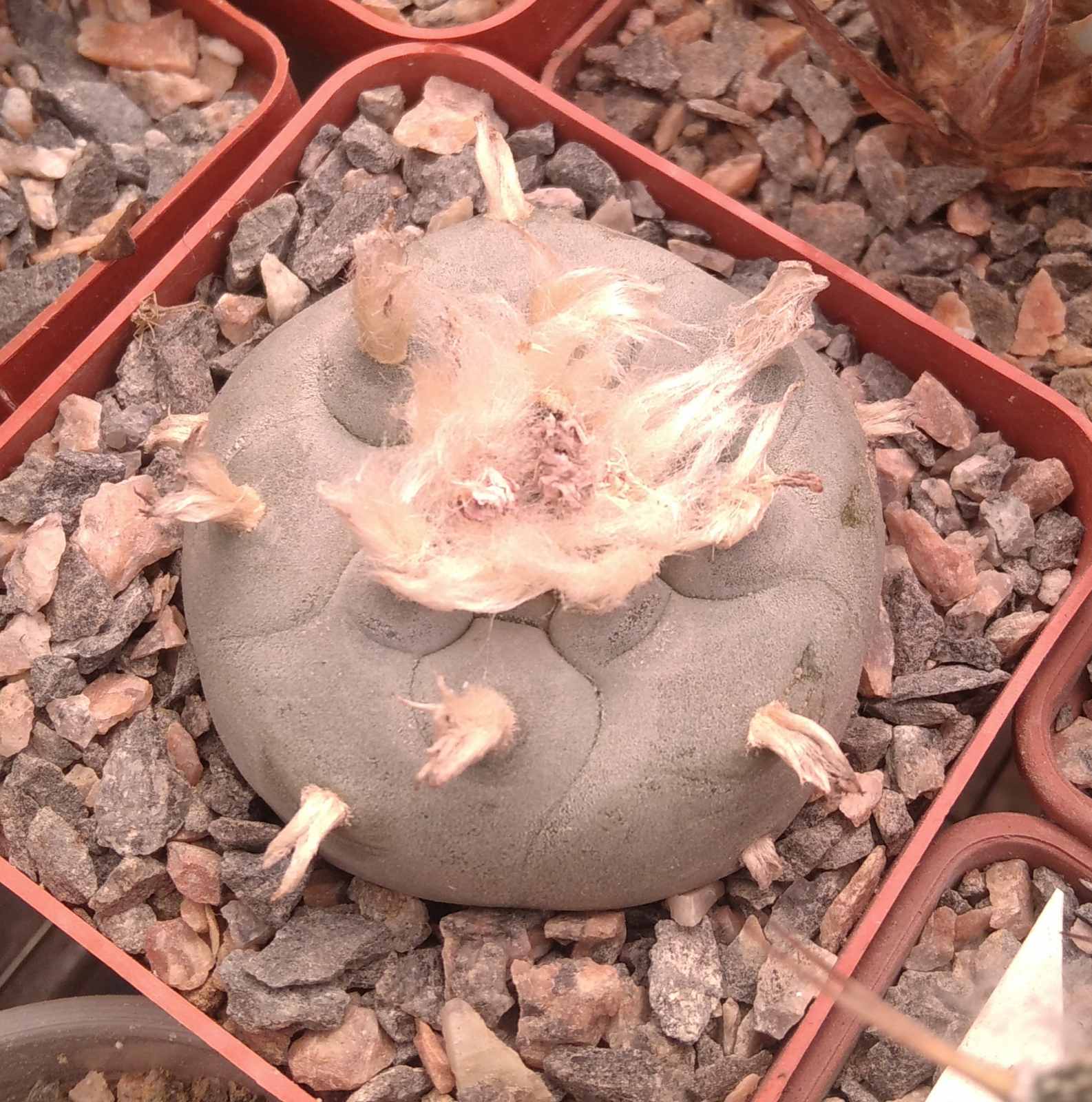 Lophophora williamsii -San Vinsent- cube-7cm-