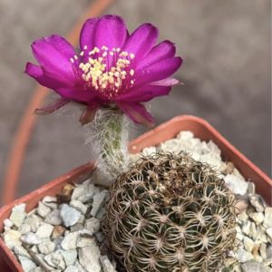 lobivia tiegeliana f dimorphipetala