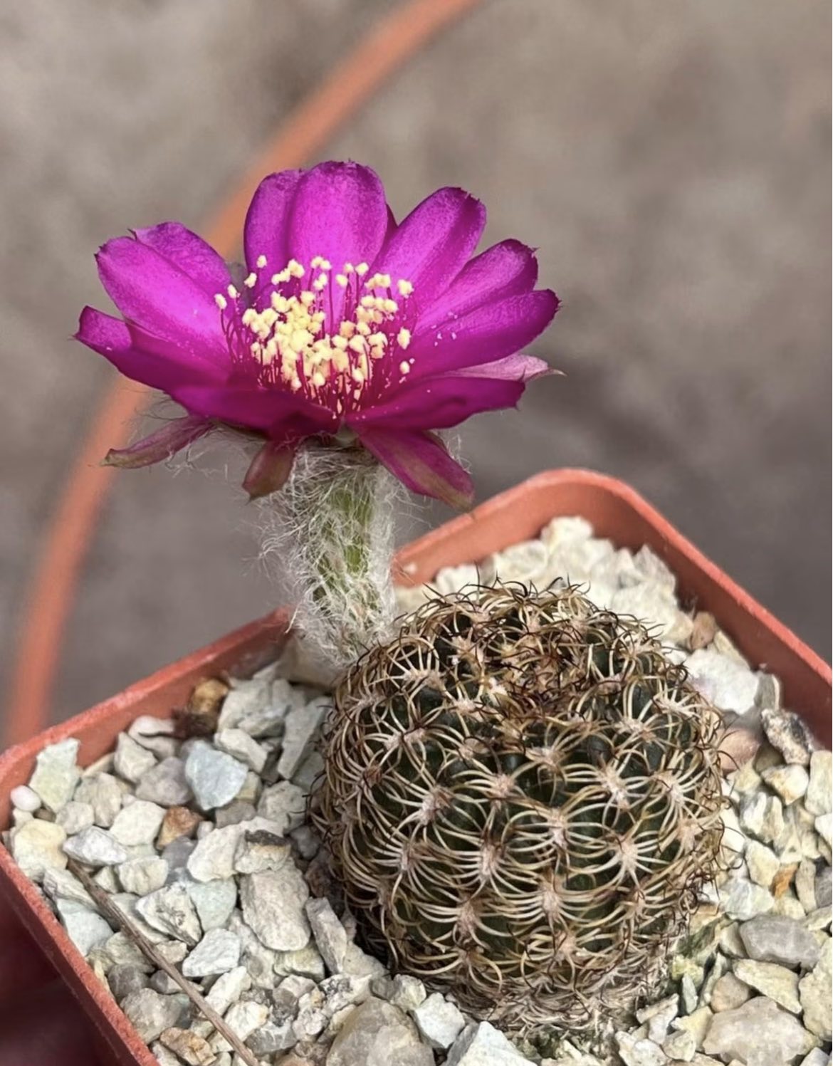 lobivia tiegeliana f dimorphipetala