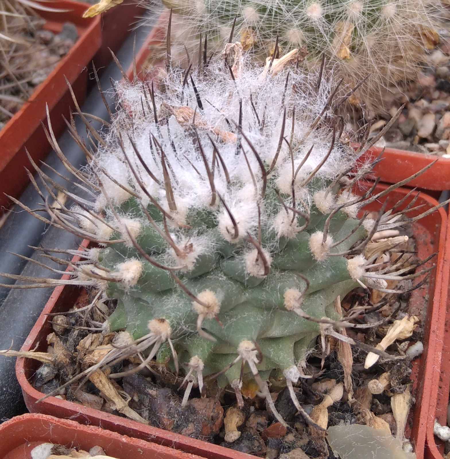 Turbinicarpus hybride- cube-6cm- багаторічна мініатюра-