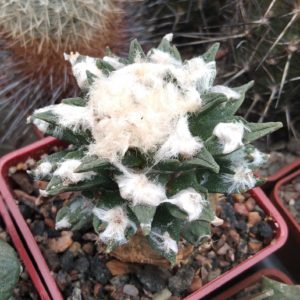 Ariocarpus kotschoubeyanus x scapharostrus -cube-7cm- надійна підщепа-