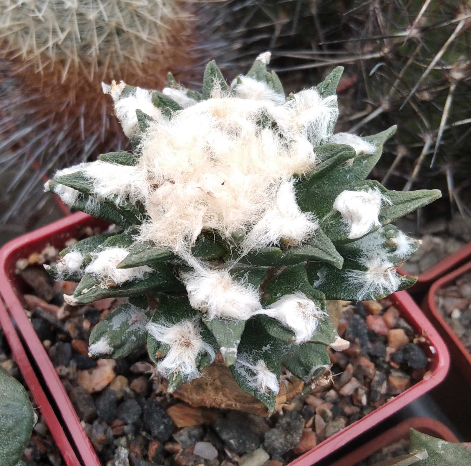 Ariocarpus kotschoubeyanus x scapharostrus -cube-7cm- надійна підщепа-
