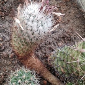 Gymnocactus zaragosae - H-більше  10см -20+років-