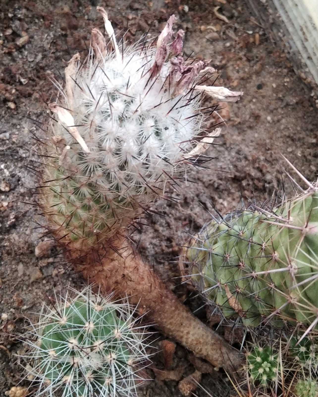 Gymnocactus zaragosae - H-більше 10см -20+років-