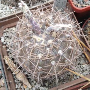 Gymnocalycium spec. VG411 -(aff borthii)- Nogoli, SL, 850m- сube-7cm-