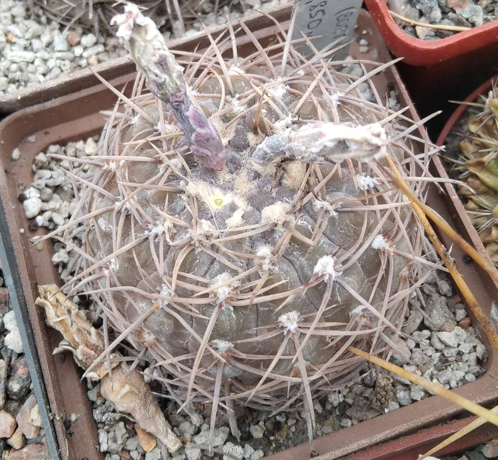 Gymnocalycium spec. VG411 -(aff borthii)- Nogoli, SL, 850m- сube-7cm-