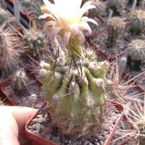 Neoporteria curvispina -MG-cube-6cm-