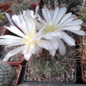 Gymnocalycium gibbosum v. gastonii JPR20-56- cube-7cm- квіти - 8.5см у діаметрі-