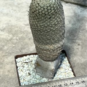 euphorbia piscidermis