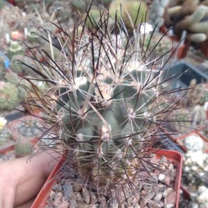 Sclerocactus spinosior SB1751 -в наявності насіння -