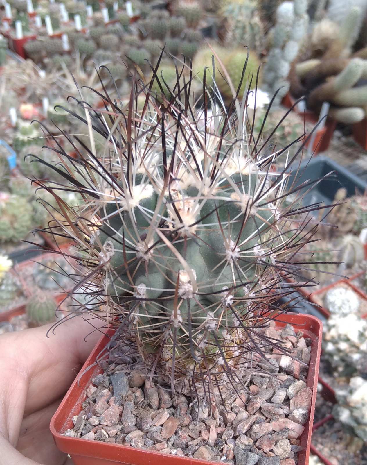 Sclerocactus spinosior SB1751 -в наявності насіння -
