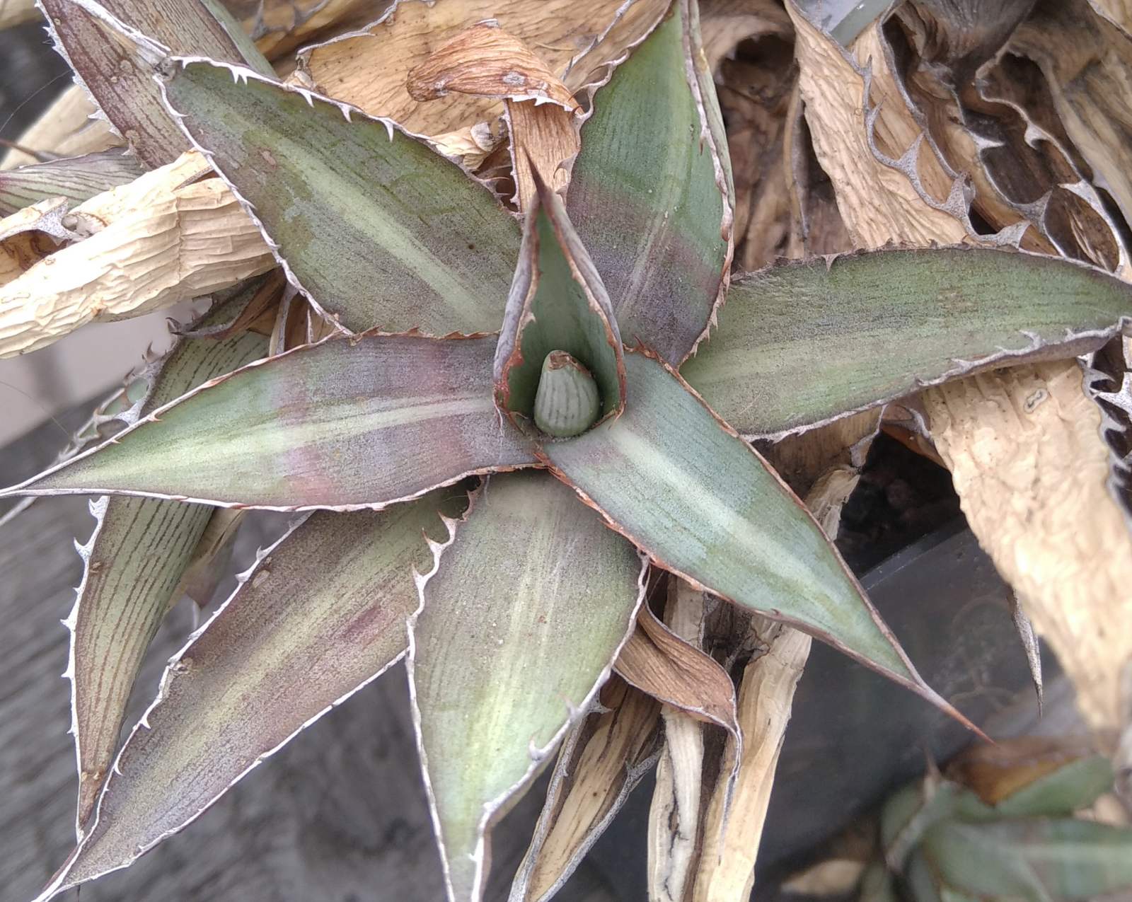Agave lophantha v. splendida - пагін-