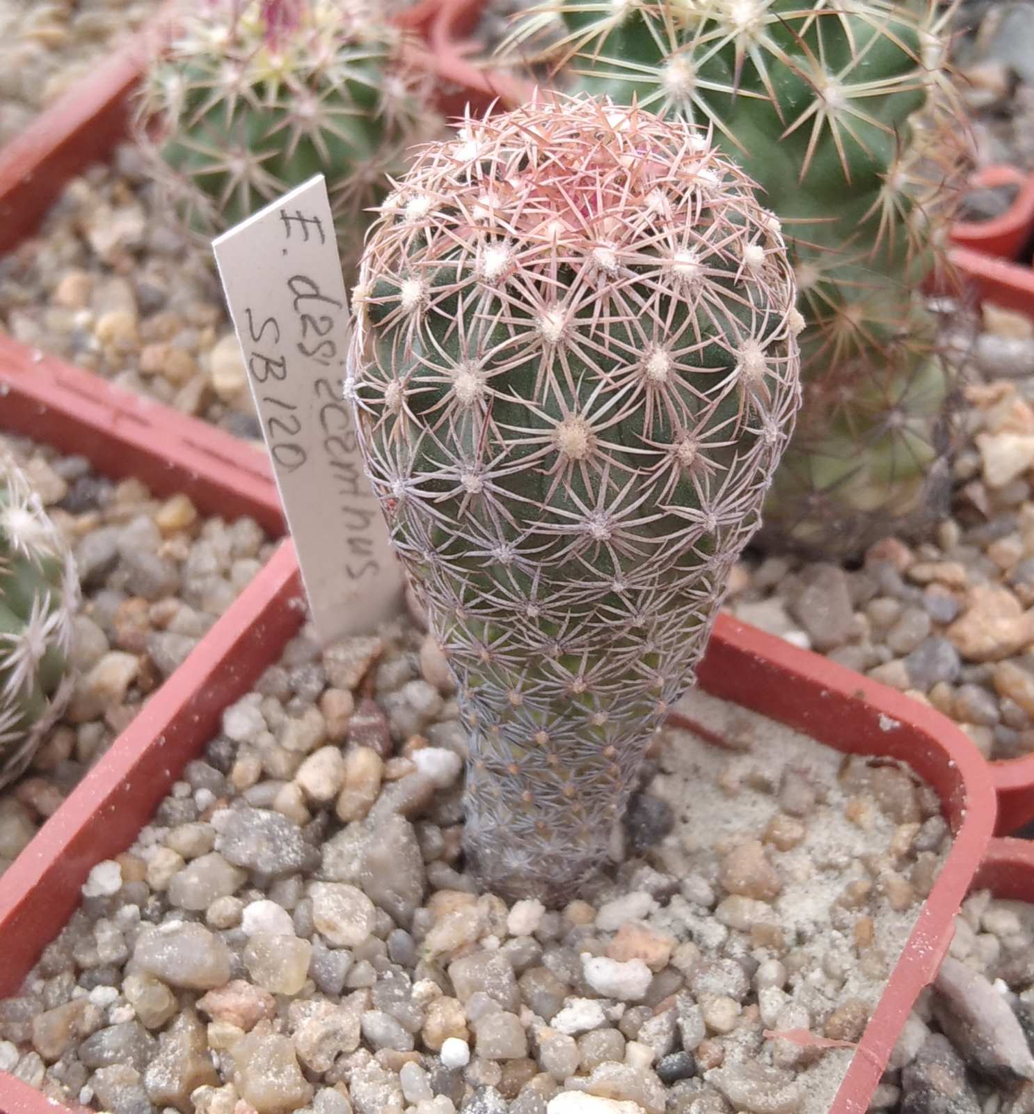 Echinomastus dasiacanthus SB120 -cube-5cm- своє коріння-