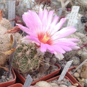 Thelocactus bicolor v. bollansis -cube-6cm-