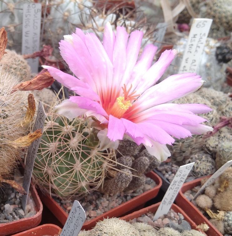 Thelocactus bicolor v. bollansis -cube-6cm-