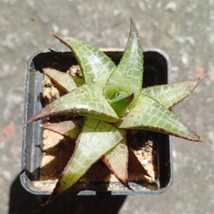Haworthia tessalata v englery