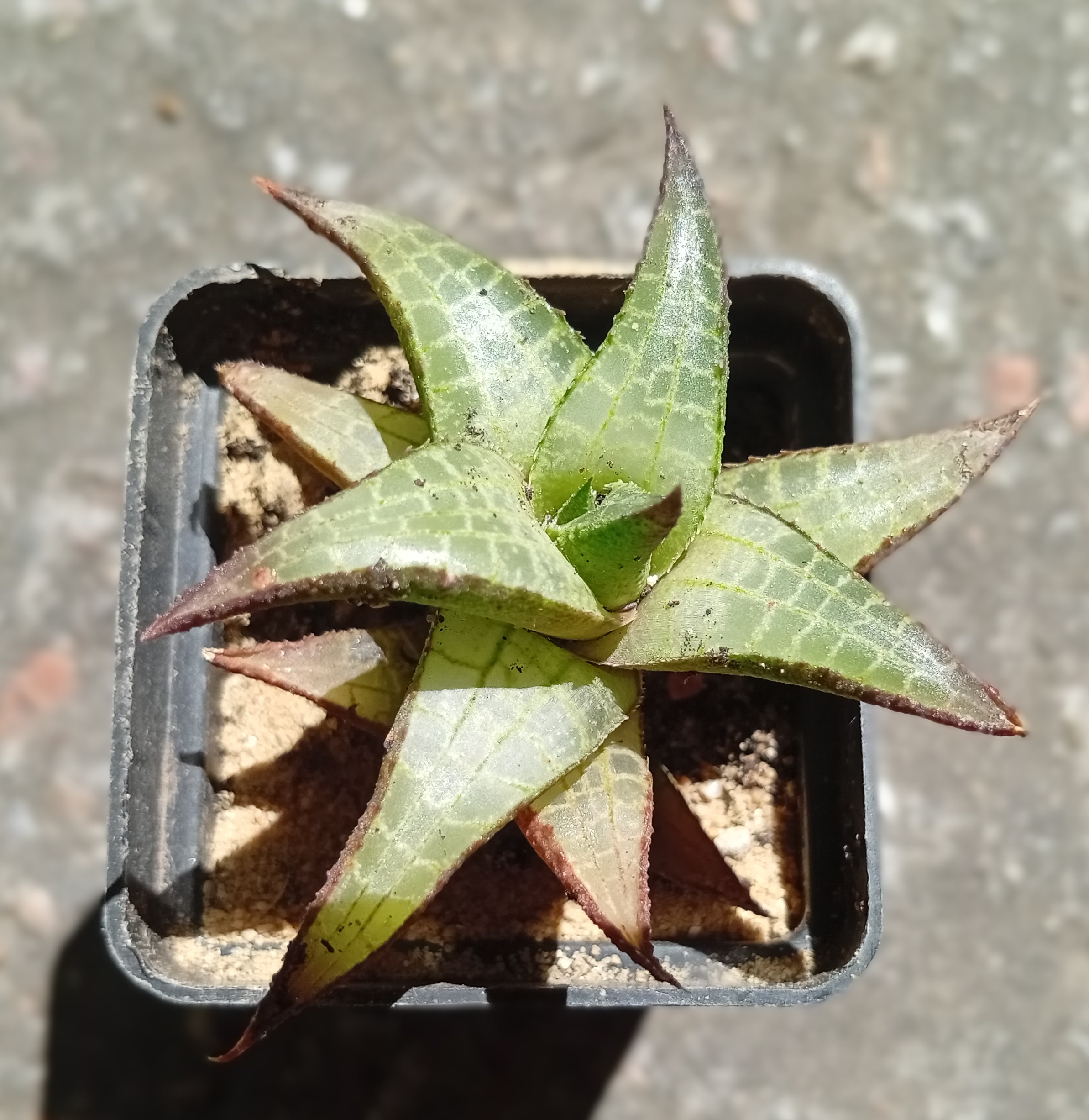 Haworthia tessalata v englery