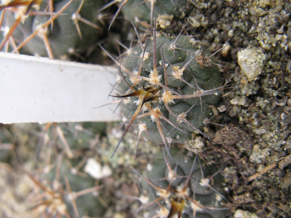 Gymnocalycium spegazzinii v major JO825.02