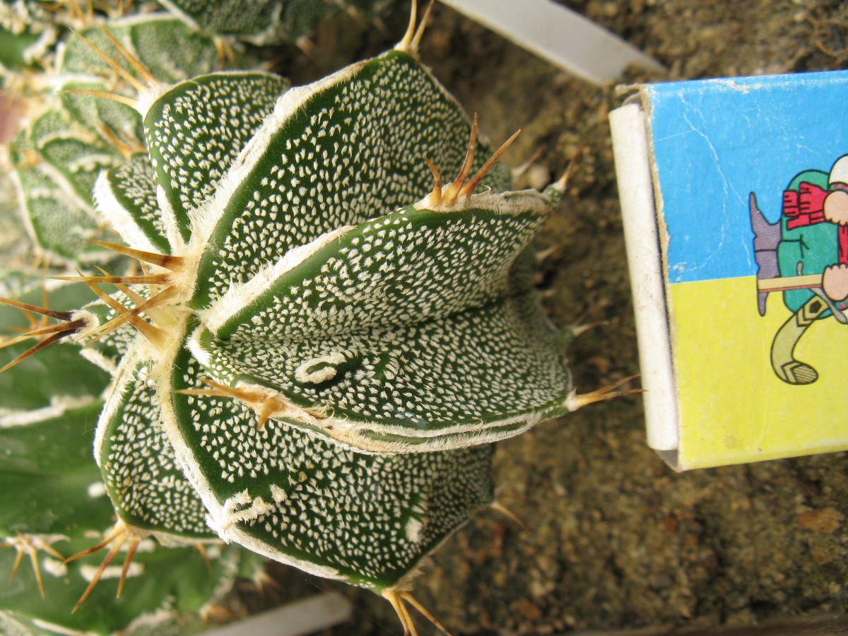 Astrophytum ornatum cv Fuckuruy #3