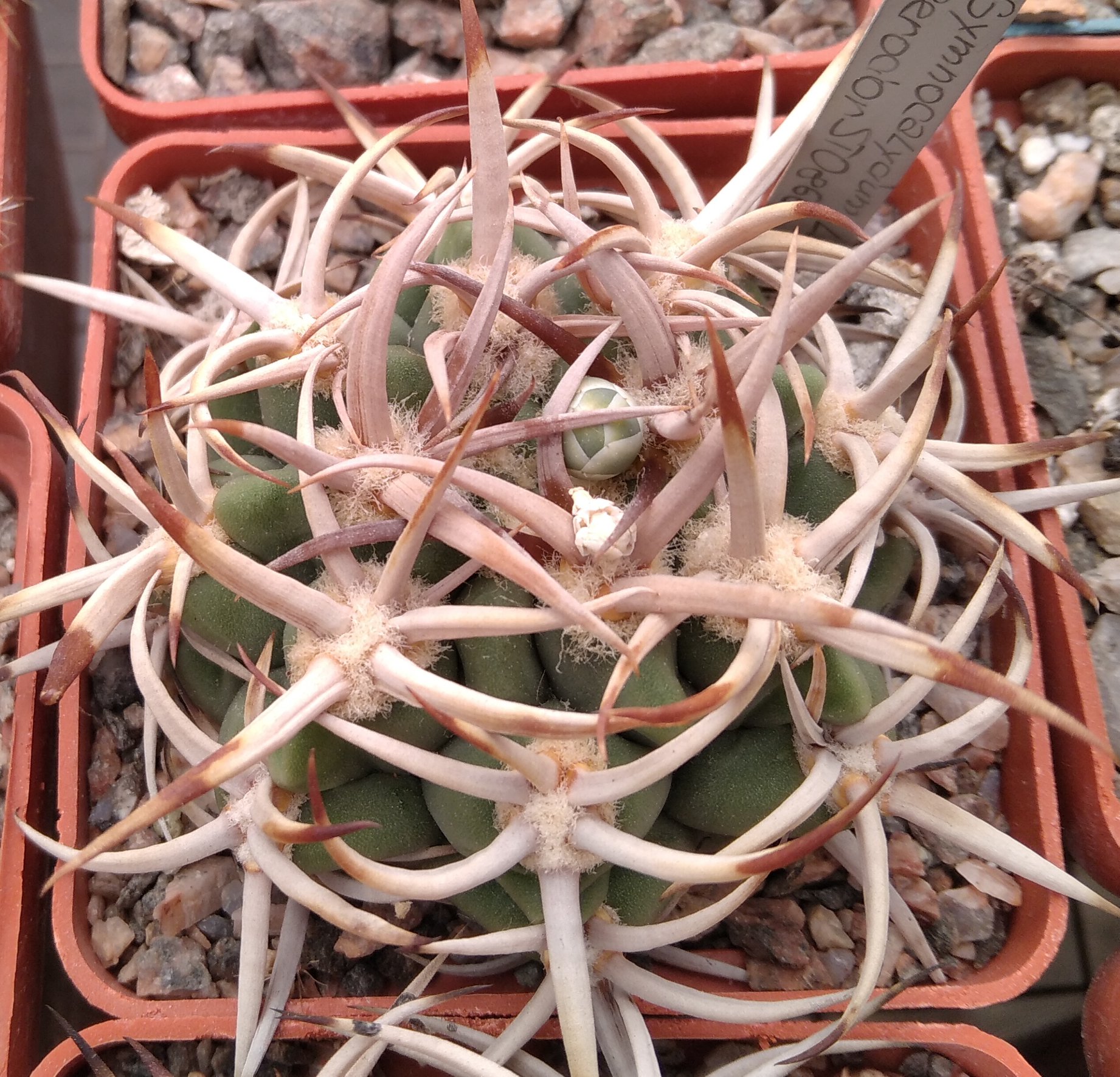 Gymnocalycium ferocior STO498 -MG- сіянці на продаж-