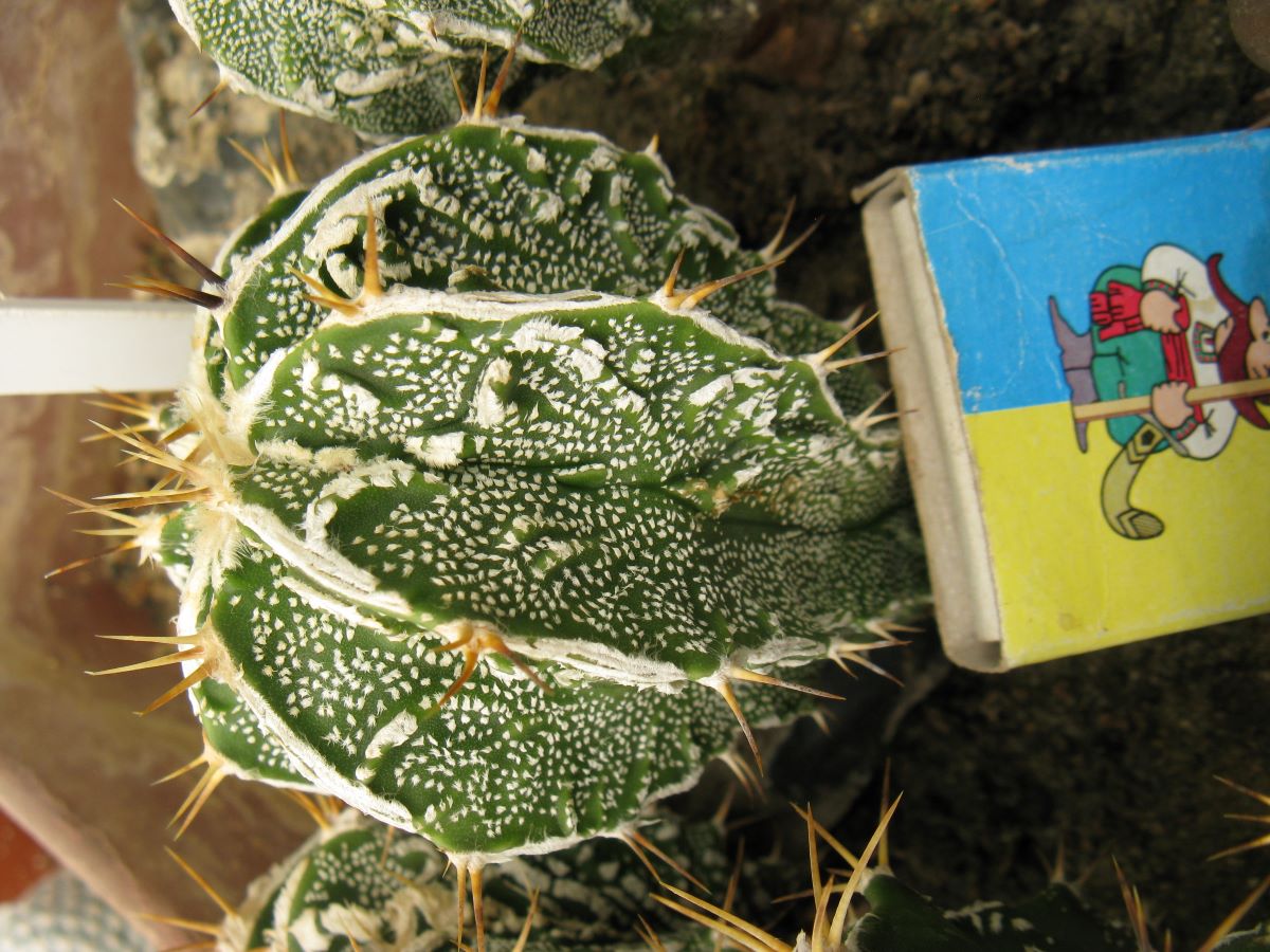 Astrophytum ornatum cv Fuckuruy #4