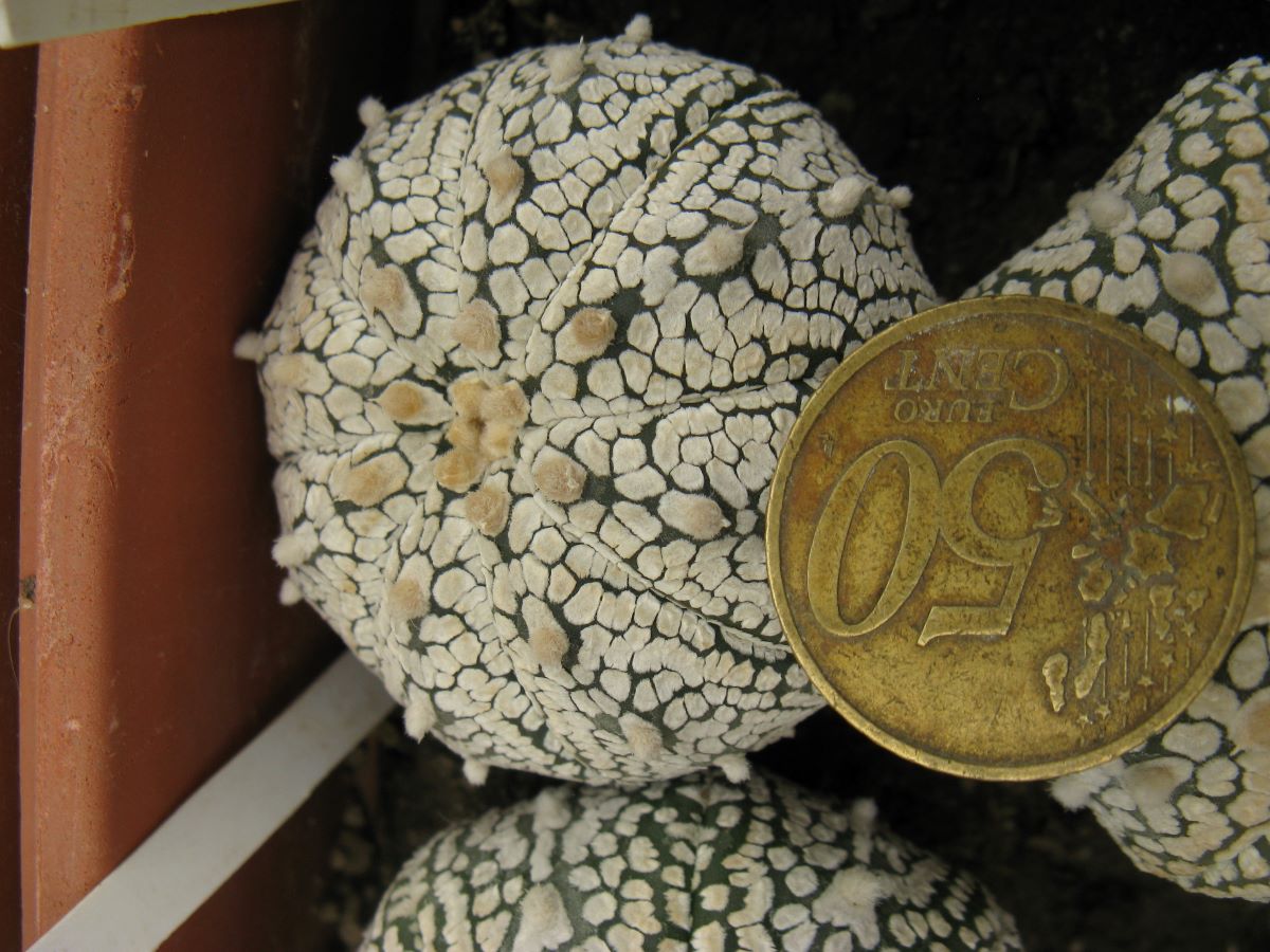 Astrophytum asterias cv Super Cabuto