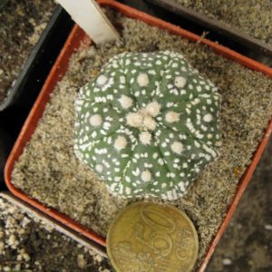 Astrophytum asterias cv Star shap