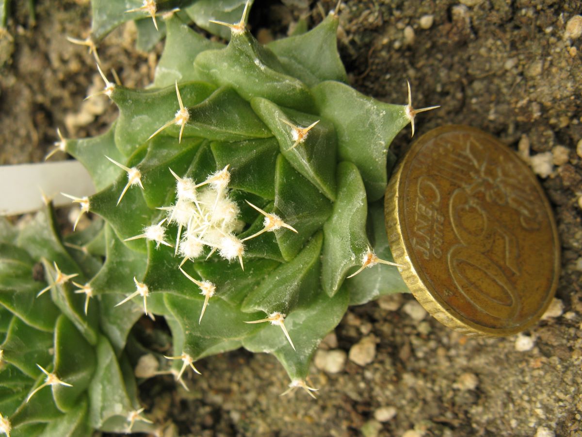 Obregonia denegrii RS600