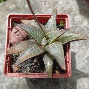 Haworthia tesselata Japan