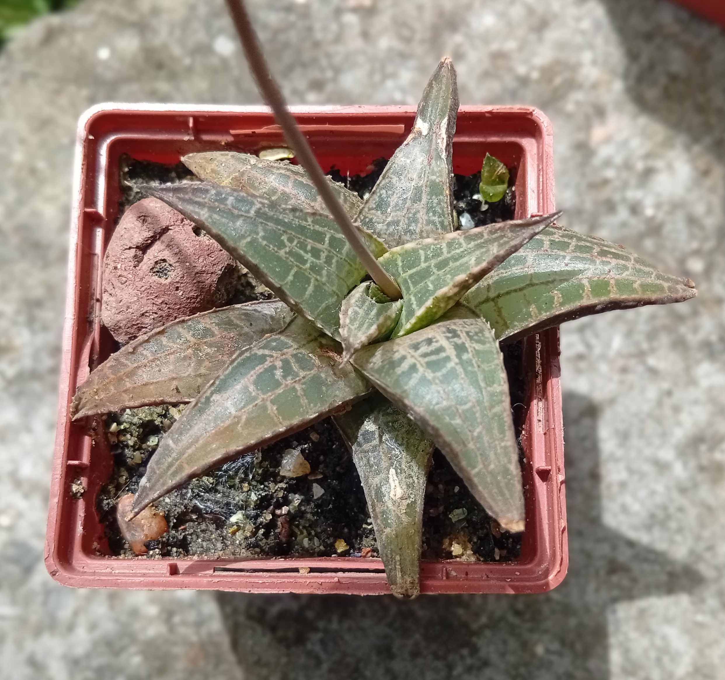 Haworthia tesselata Japan
