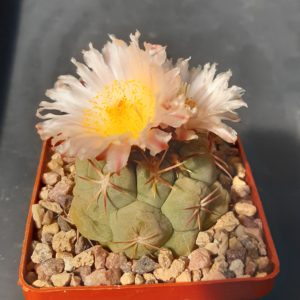 Thelocactus hexaedrophorus