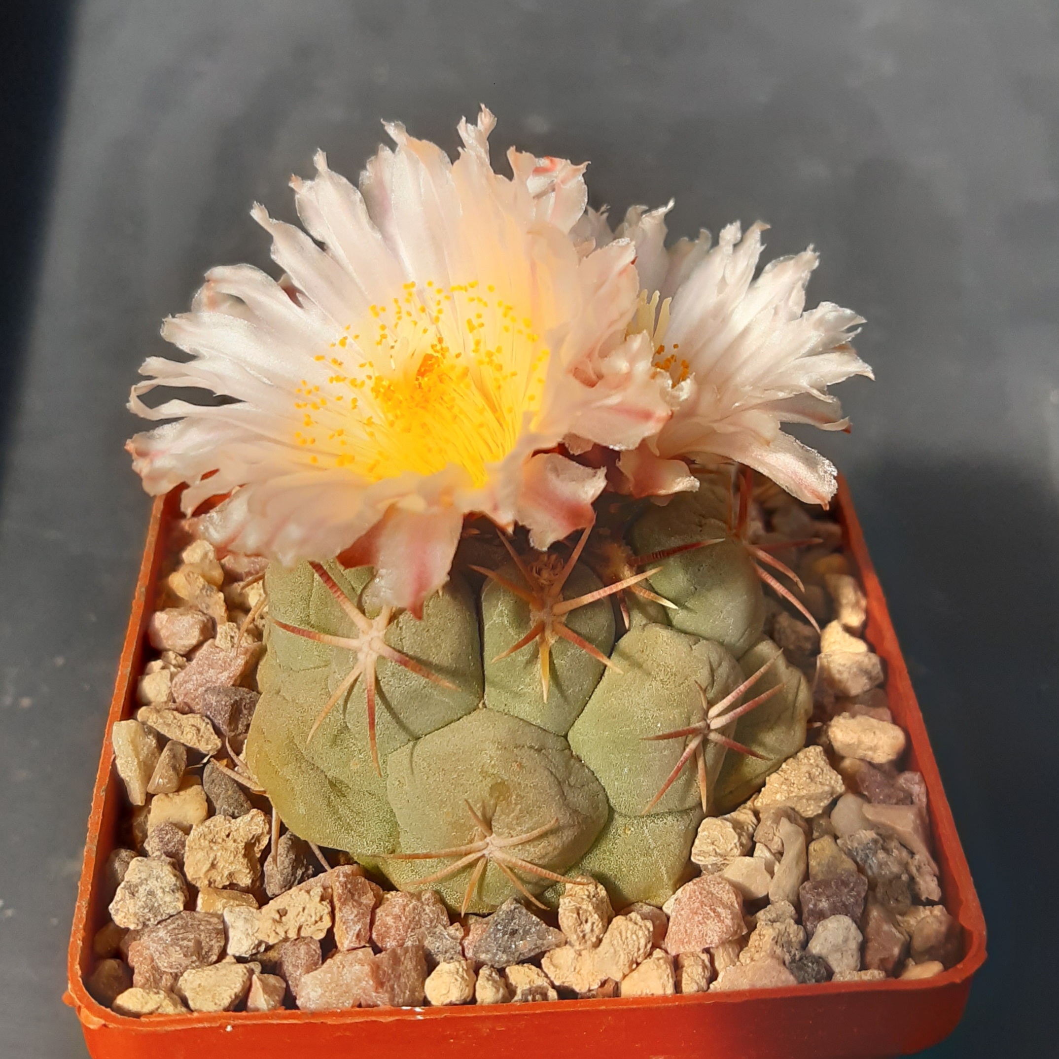 Thelocactus hexaedrophorus