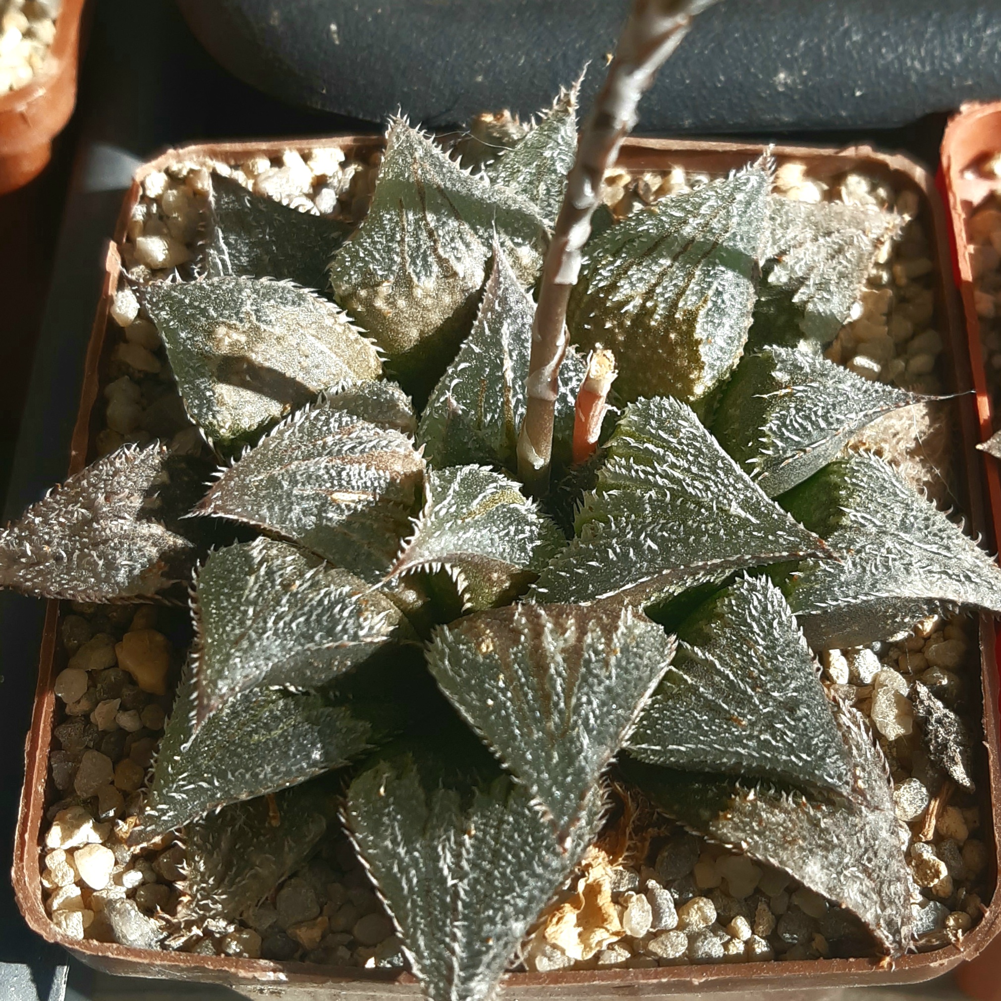 Haworthia selection