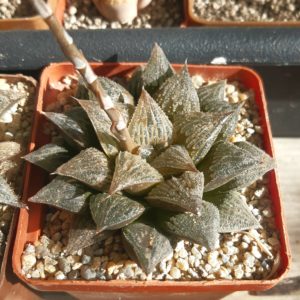Haworthia selection