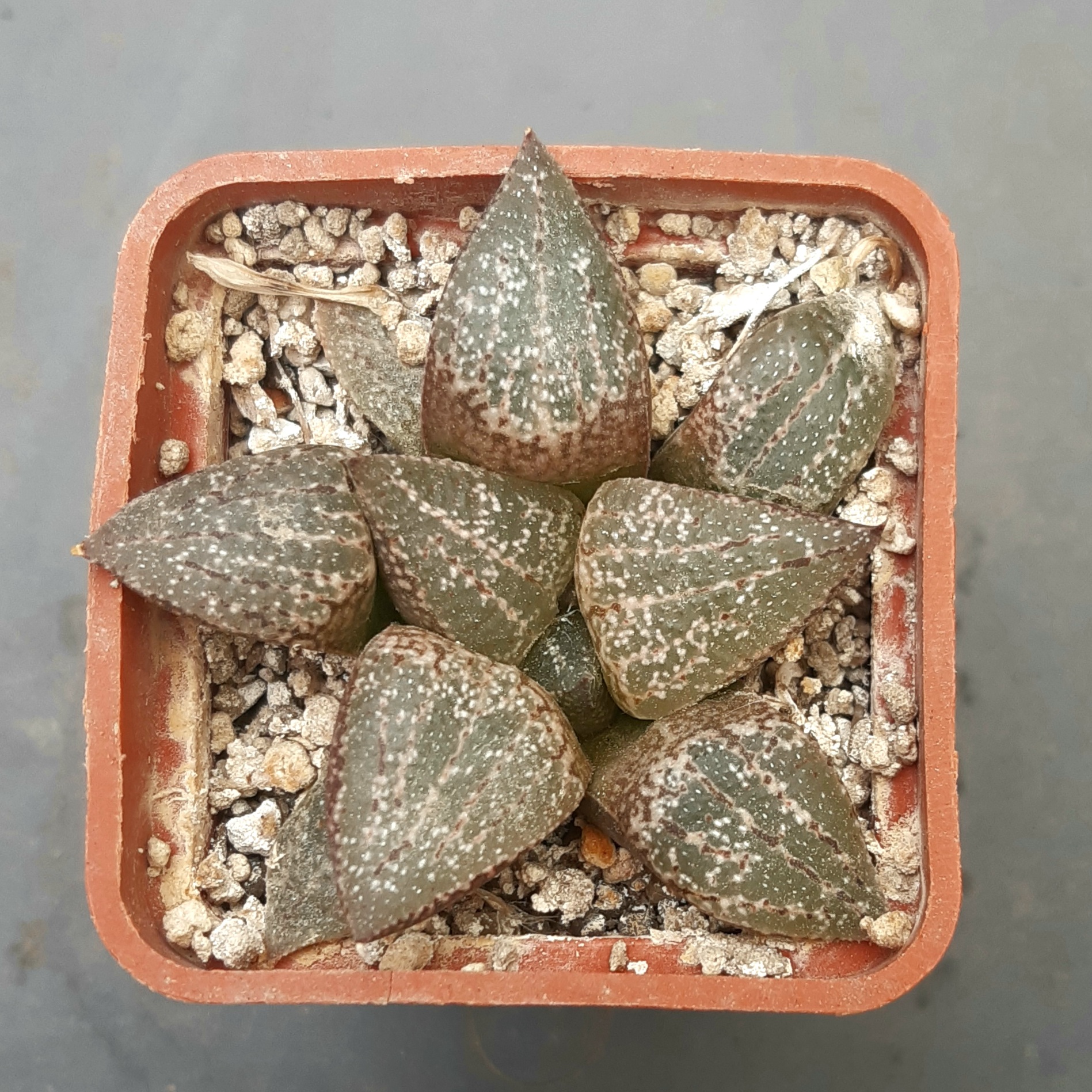 Haworthia picta 'tricolor'