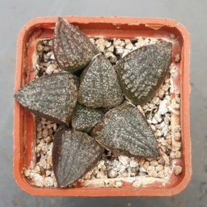 Haworthia picta 'tricolor'