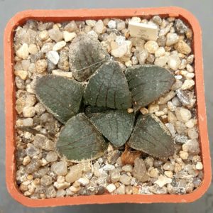 Haworthia springcompto (comptoniana x springbokvlakensis)