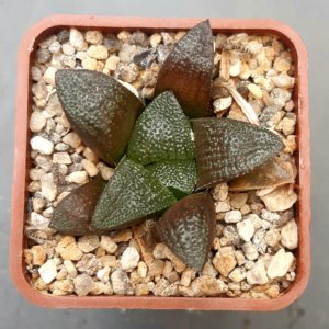 Haworthia selection