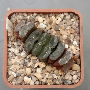 Haworthia truncata Oudtshoorn, De Rust
