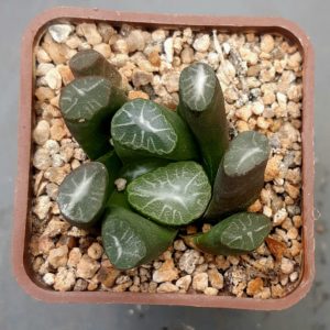 Haworthia maughanii Japan