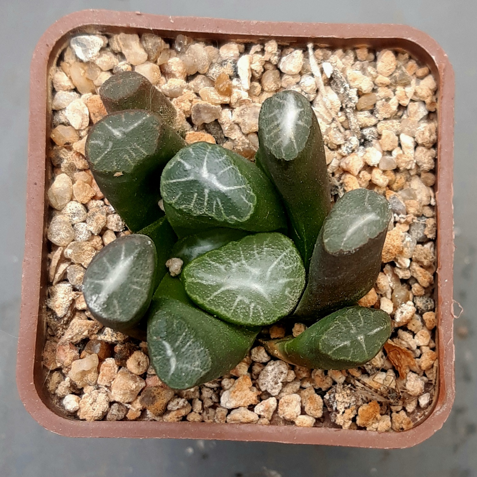Haworthia maughanii Japan