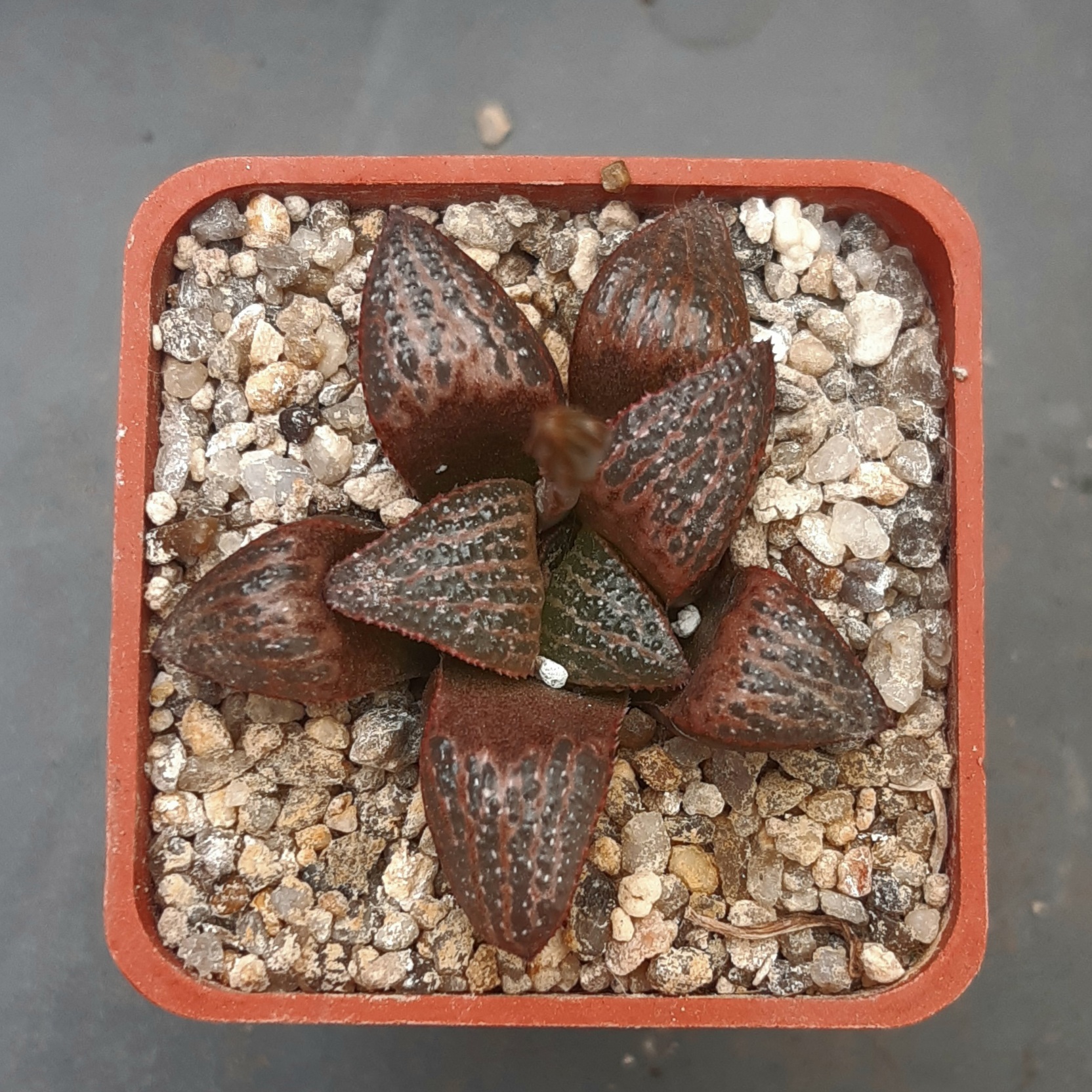 Haworthia selection