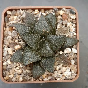 Haworthia selection