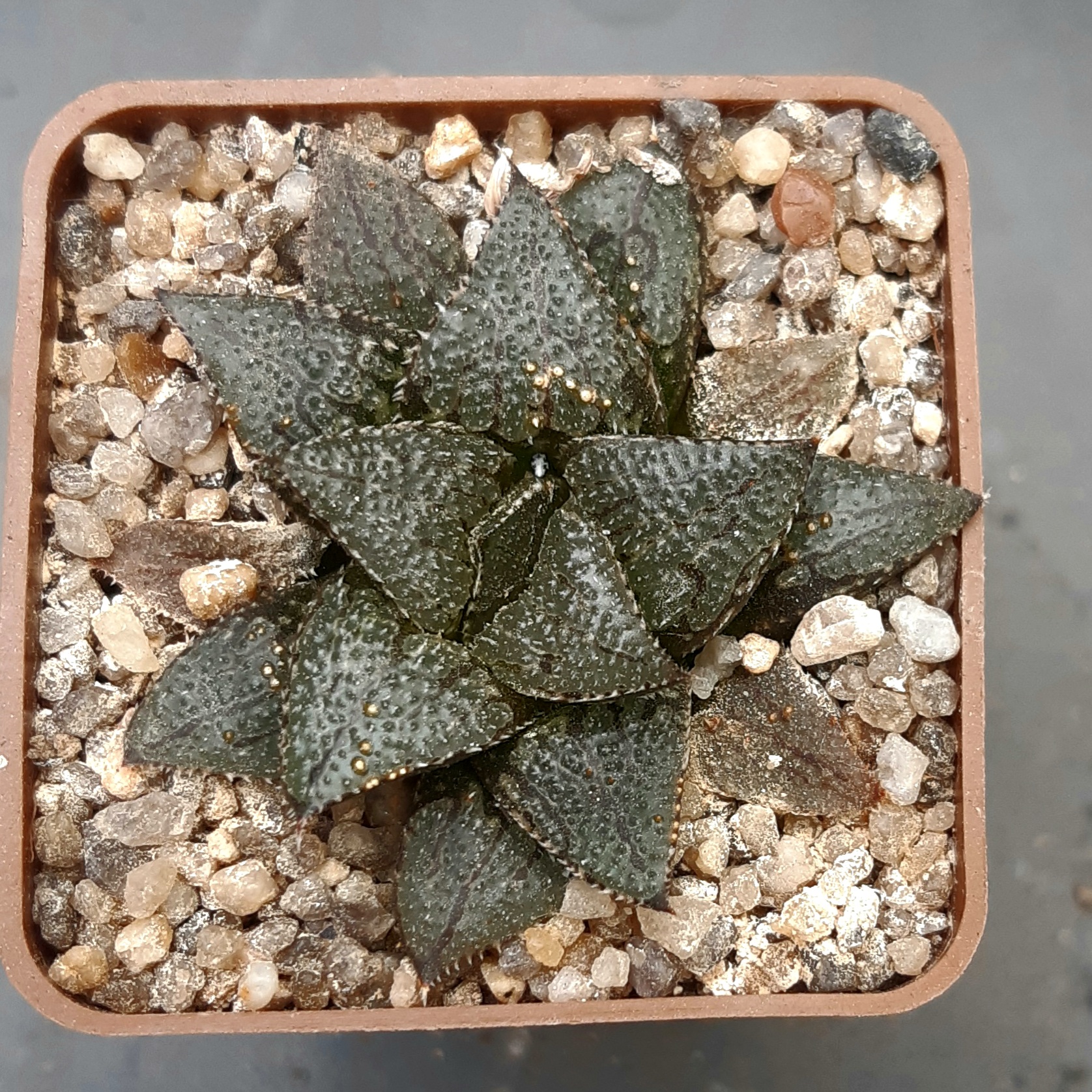Haworthia selection